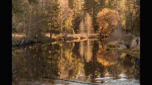 Fall Colors on the Merced River from Sentinal Bridge